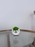Mărturie nuntă gravată - copacul vieții și licheni naturali | RaisAnd Art Creation